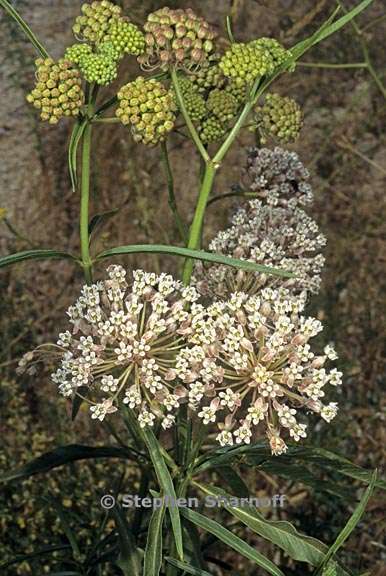 asclepias fascicularis 1 graphic